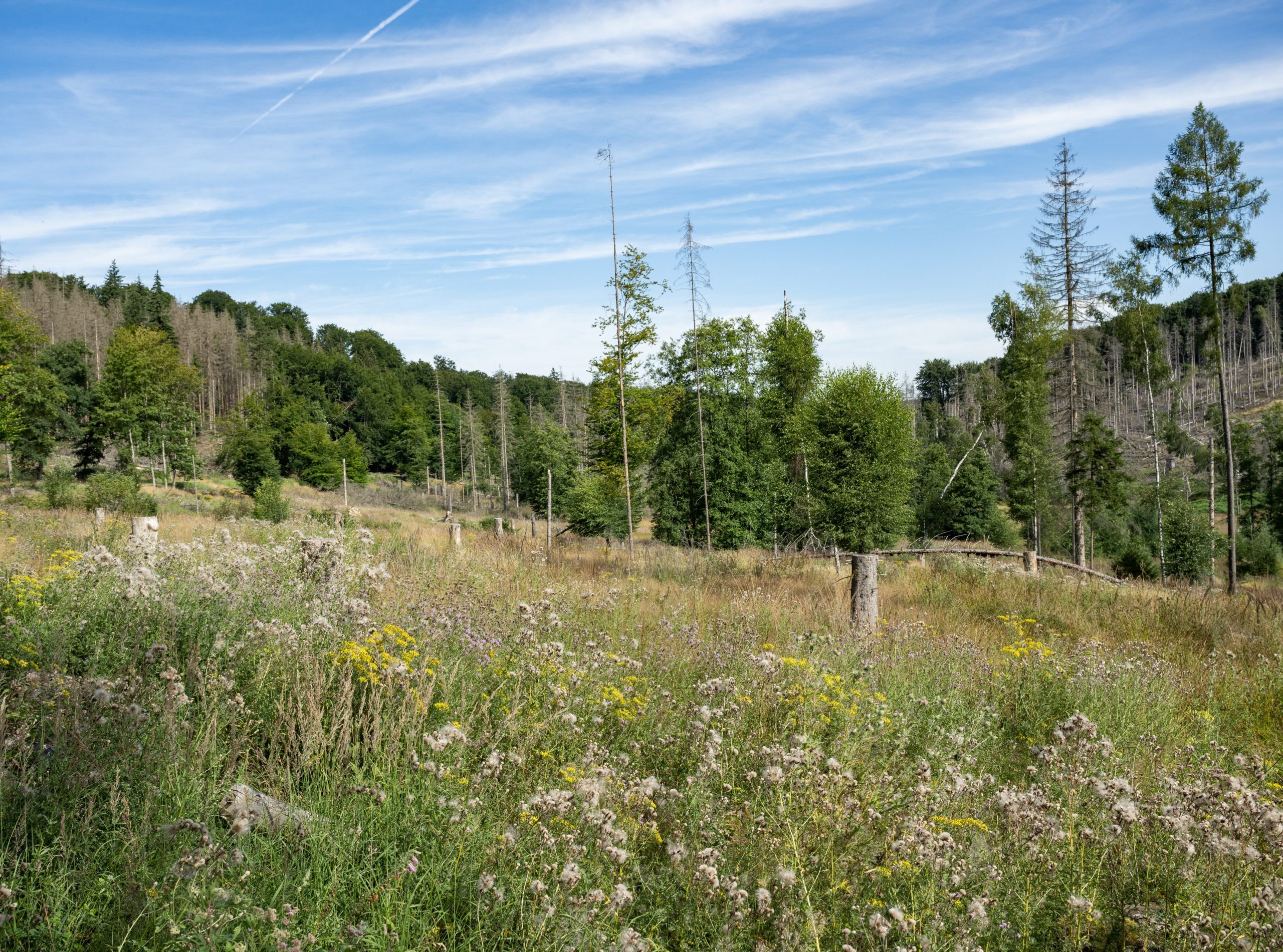 Ein Wald