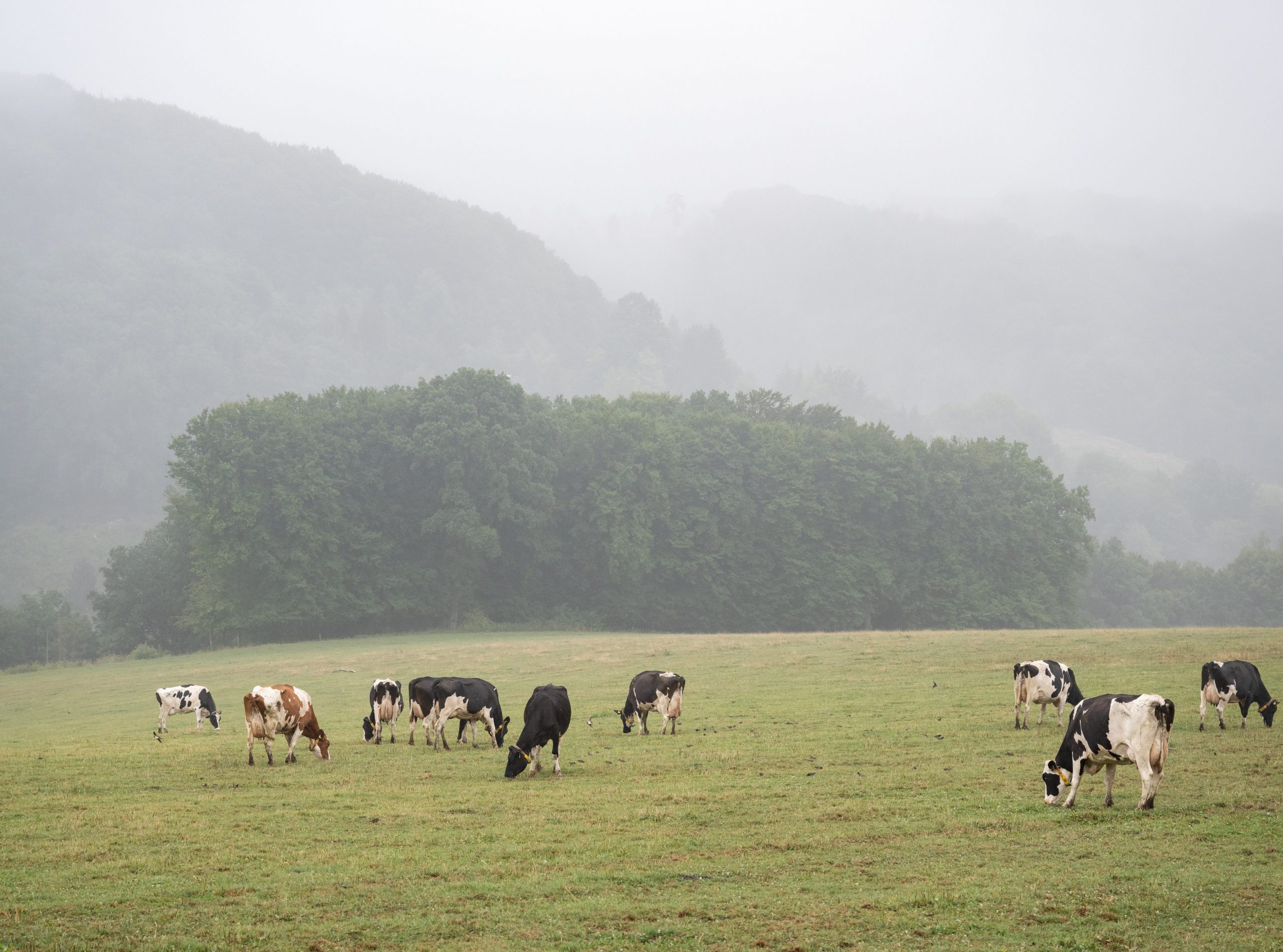 Kühe stehen auf einer großen Wiese.