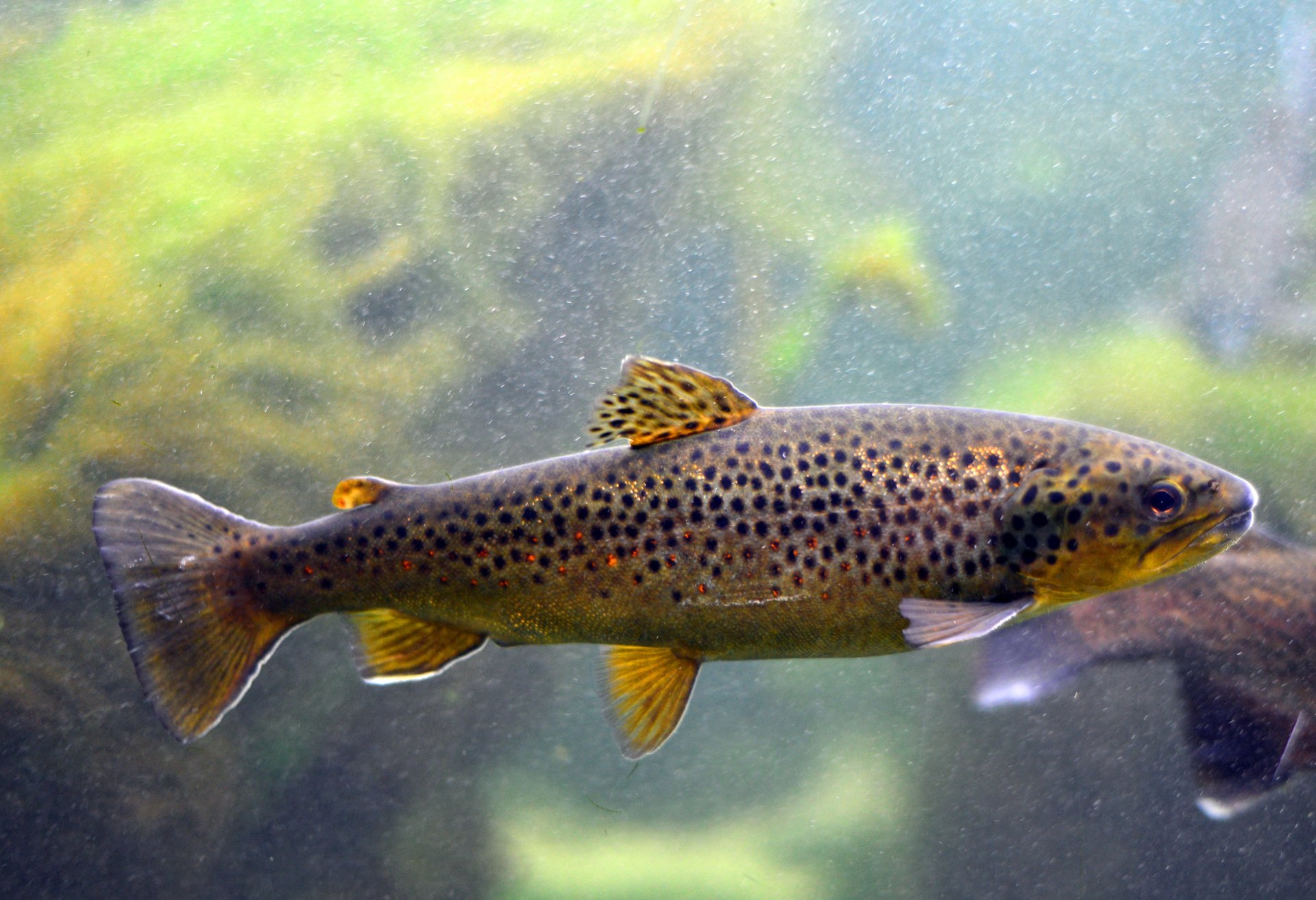 Ein Fisch schwimmt im Wasser.