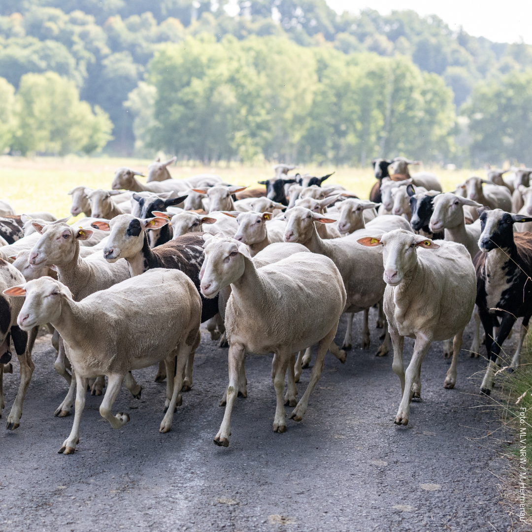 Eine Schafszunge läuft zusammen einen Weg entlang.
