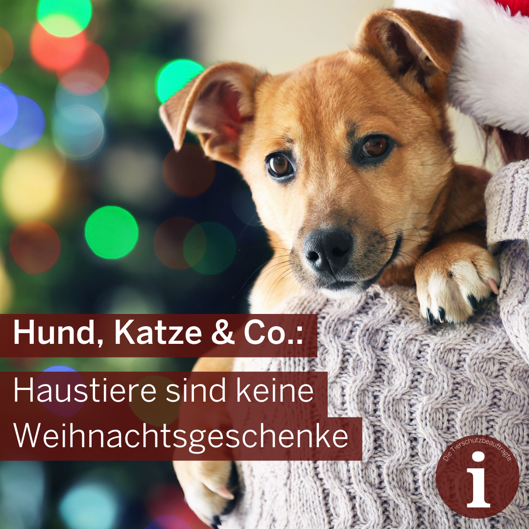 Eine Person hält einen Hund auf dem Arm. Als Text steht davor: 