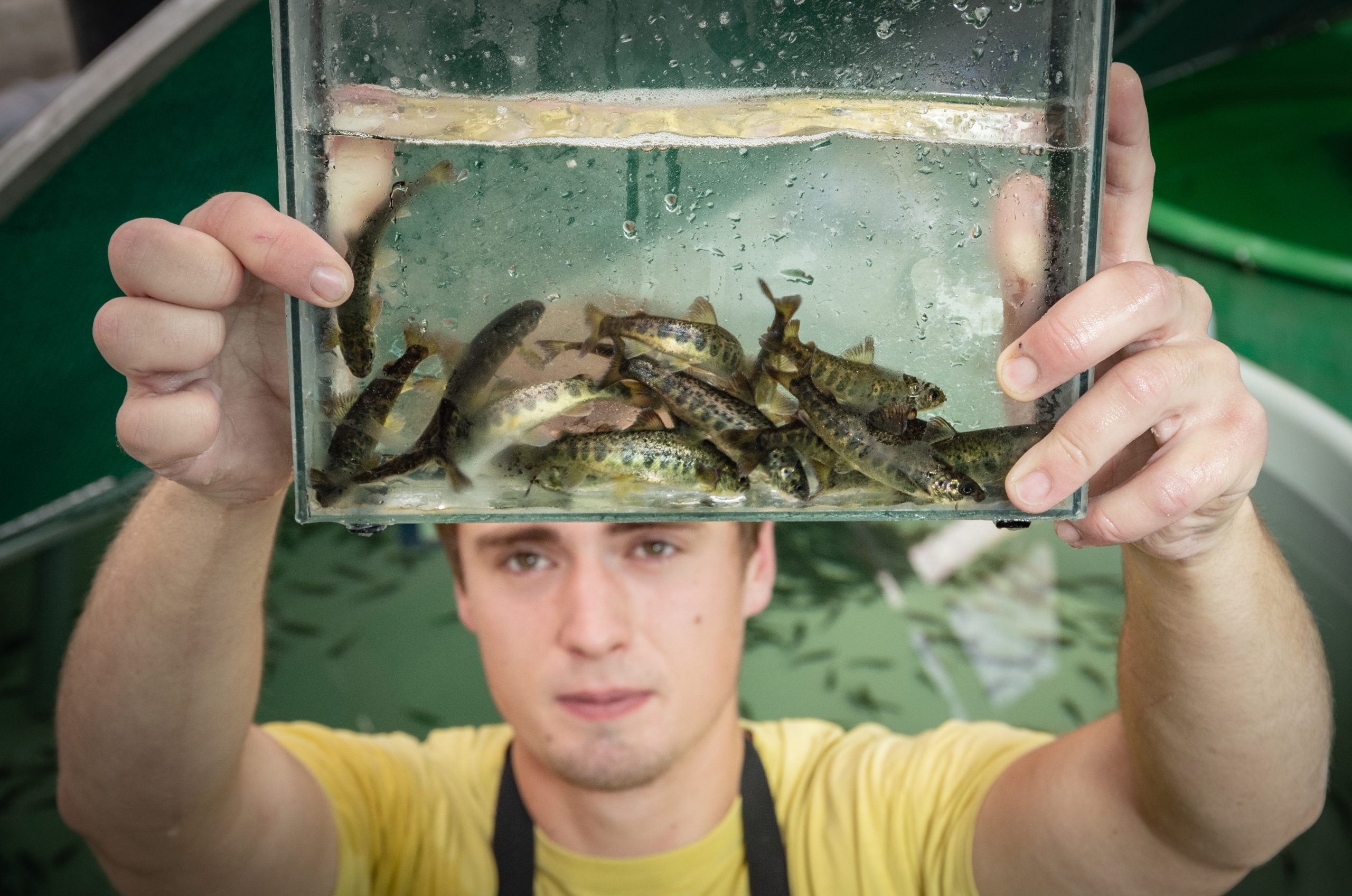 Ein Mann hält einen Behälter mit kleinen Fischen.