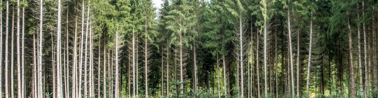 Kleine Bäume stehen vor einem hochgewachsenen Wald.