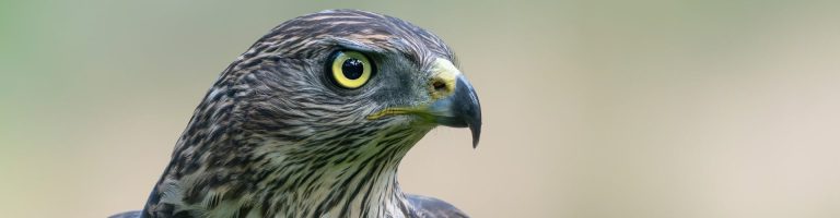 Ein Greifvogel