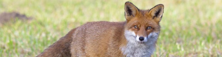 Ein Fuchs