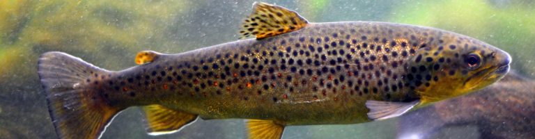 Ein Fisch schwimmt im Wasser.