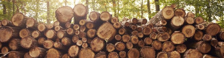 Ein Stapel Holzstämme