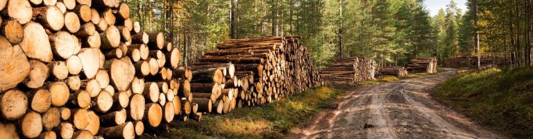Mehrere Stapel mit Baumstämmen