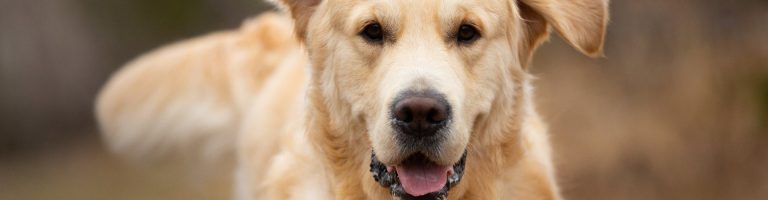Ein rennender Hund