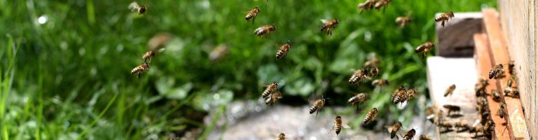Ein Bienenschwarm landet.