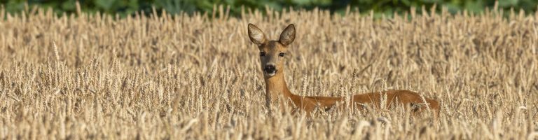 Ein Reh steht in einem Feld.