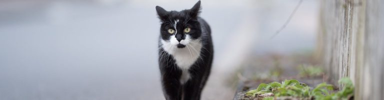 Eine Katze