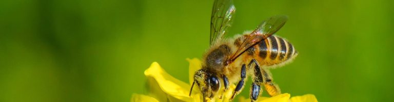 Eine Biene sitzt auf einer Blüte.