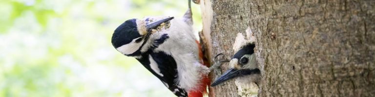 Ein Vogel sitzt auf einem Baum.