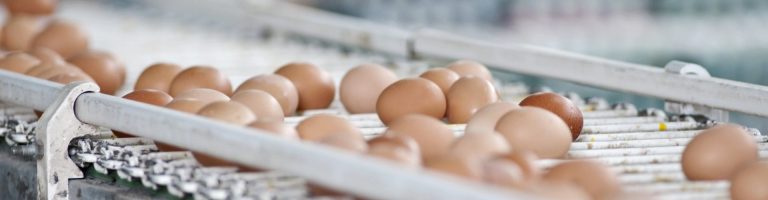 Eier werden mit einem Förderband bewegt.