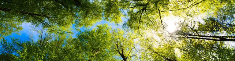 Durch die Baumkronen sieht man den blauen Himmel.